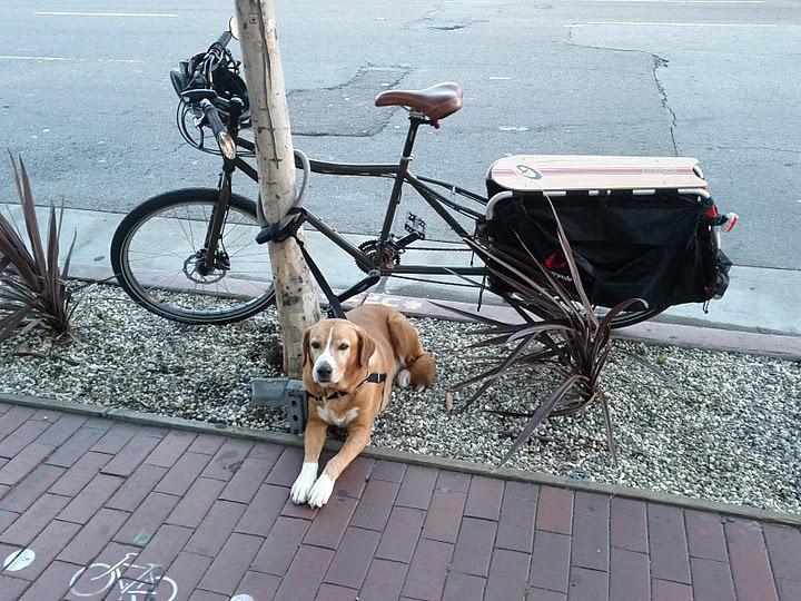 Backup Dog Lock