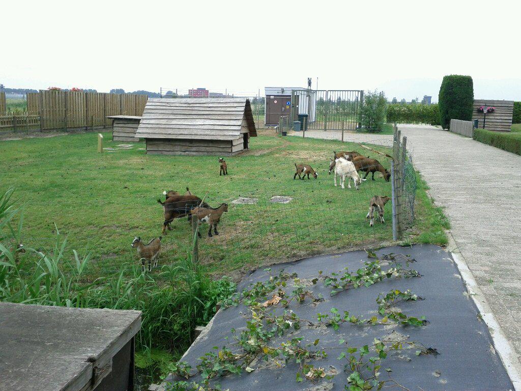 bleating baby goats, near Oude Leede