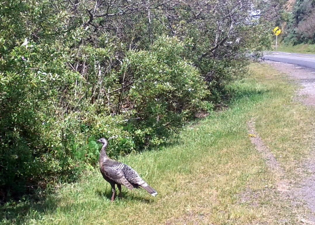 fearless turkey