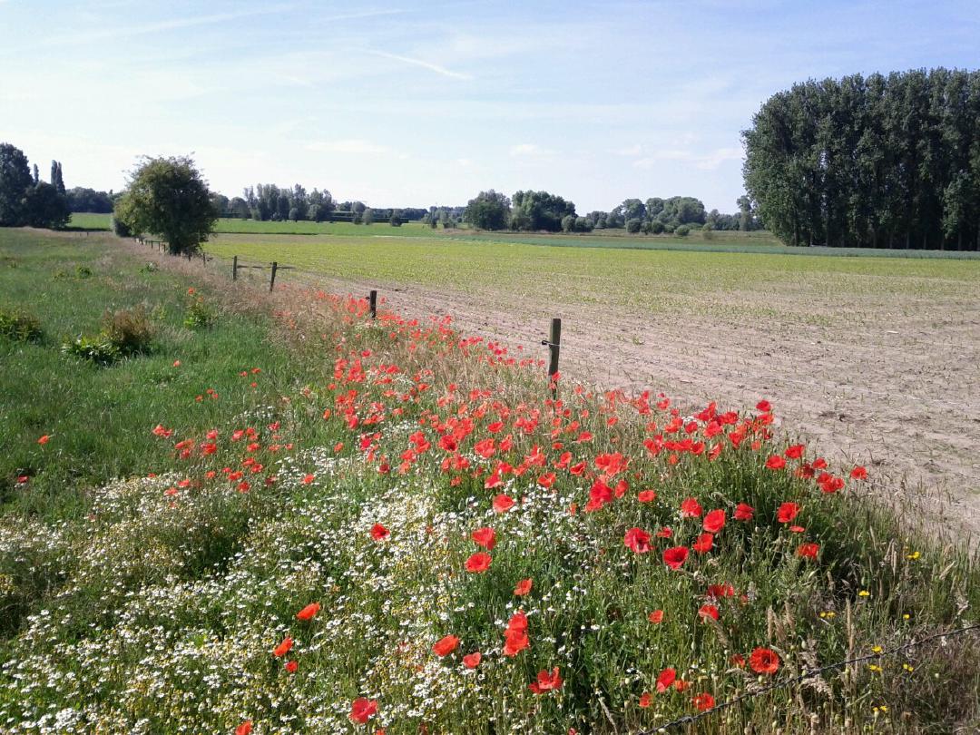 Fiery orange-red poppies