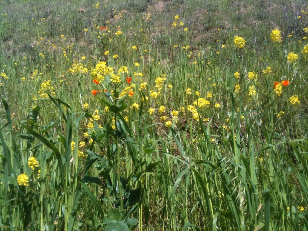 Flowers along McEwen Rd
