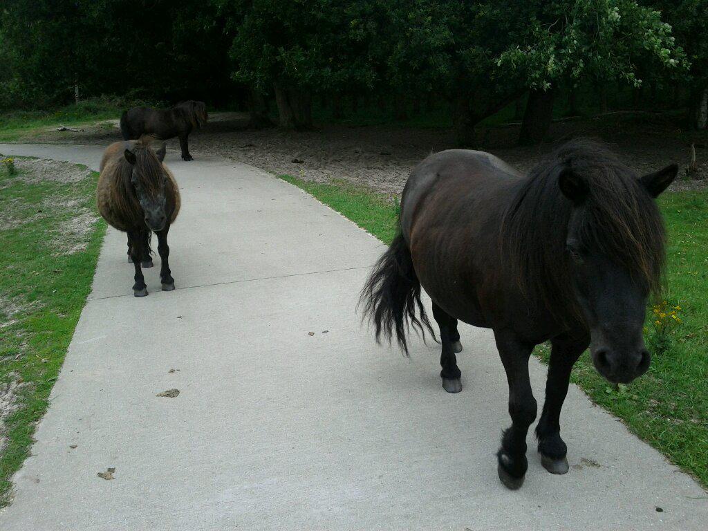 Miniature pony obstacle course on the bike path