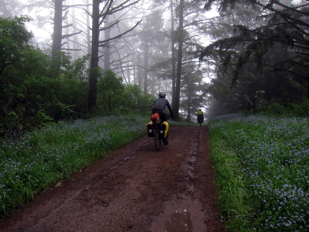 Point Reyes bike camping: through the woods