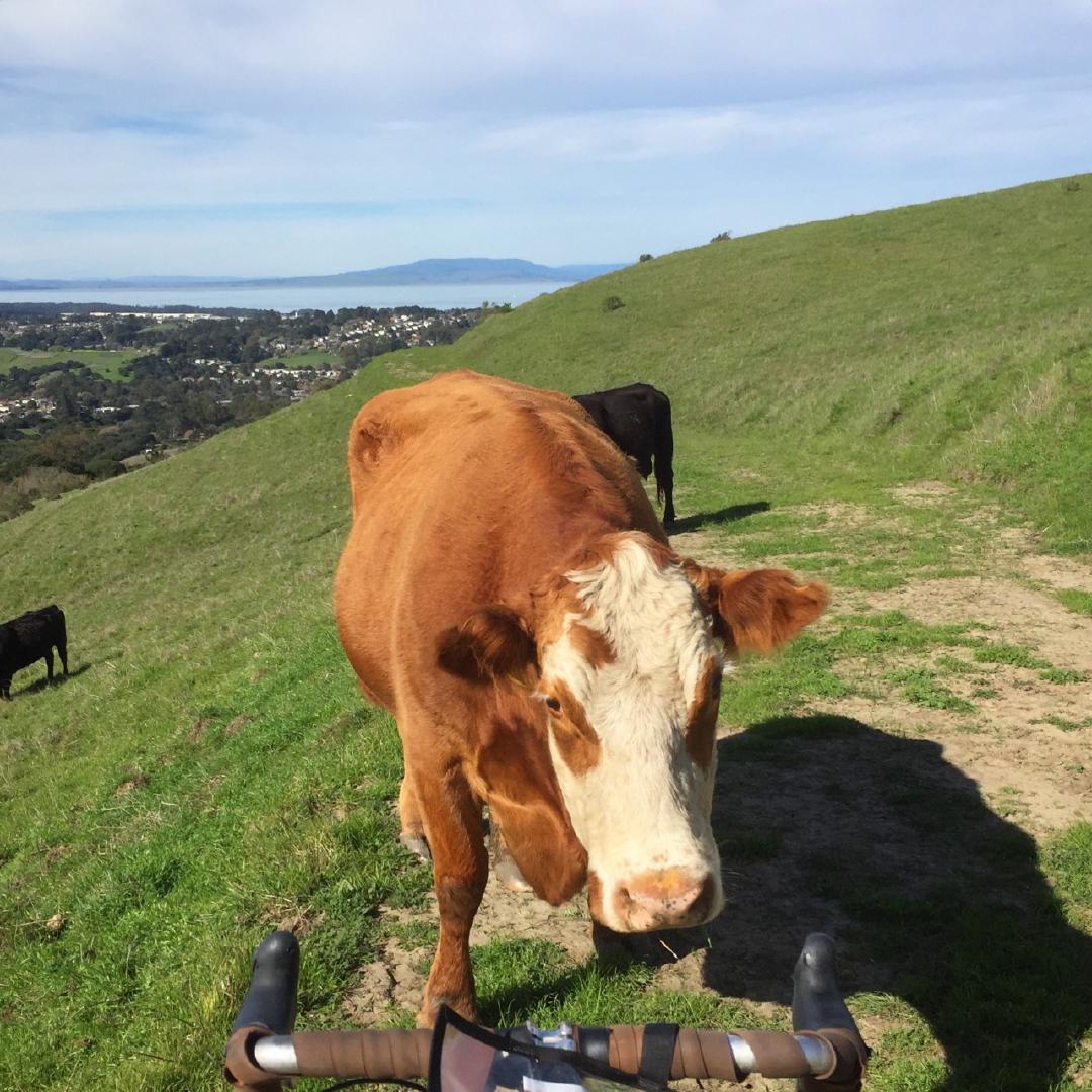 Roadblock (riding in Wildcat Canyon Regional Park). Reminds me of 5 years ago.