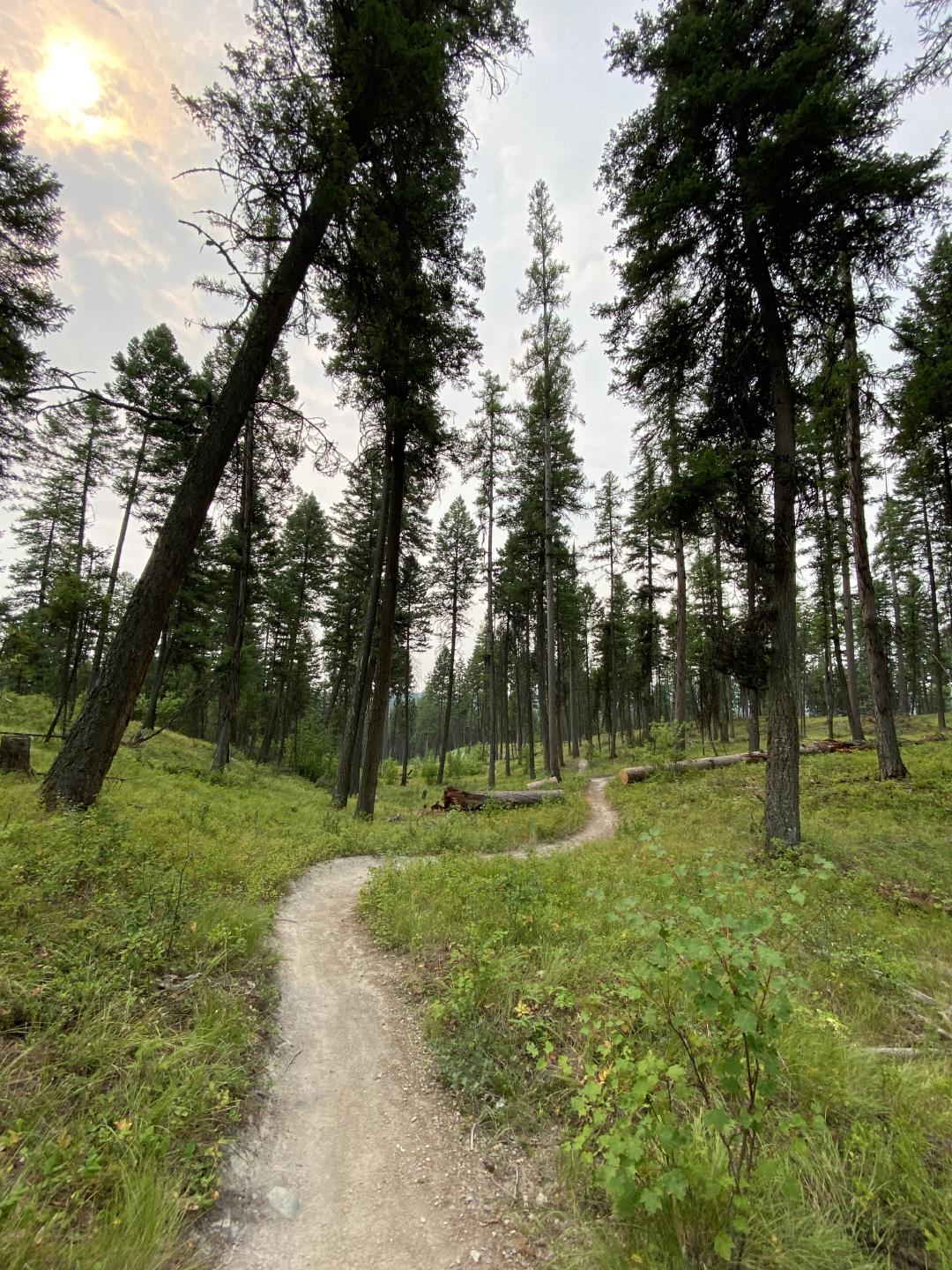 The Whitefish Trail, part of an 8-mile mostly singletrack route I took between the Whitefish Bike Retreat (excellent...