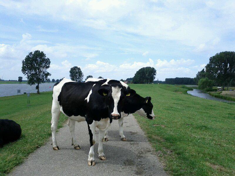 They don't want to share the bike path (rural Brabant)
