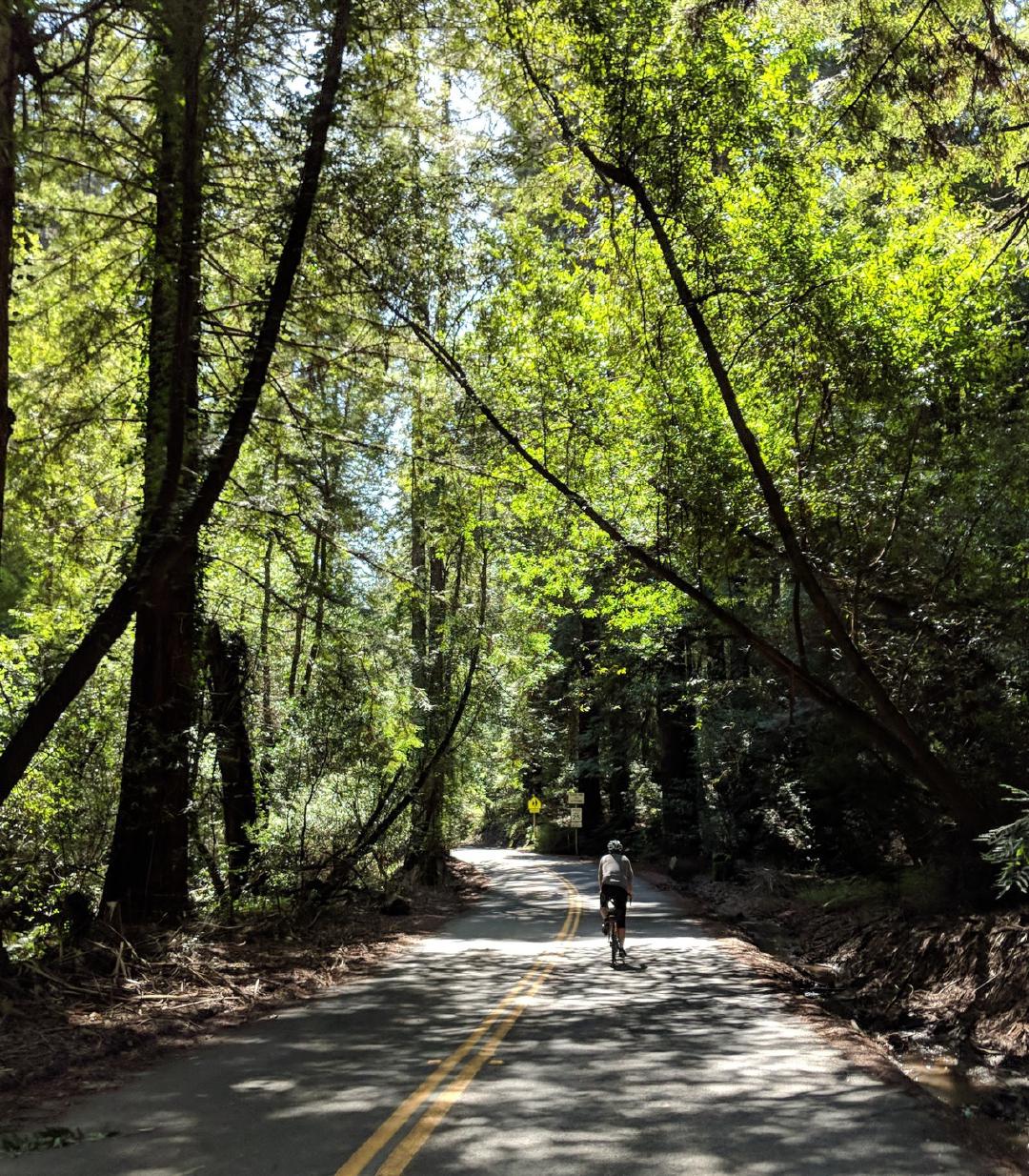 Through the woods, a 26-mile loop on a perfect, sunny, mid-60s day (scenic Pinehurst Rd in Oakland)