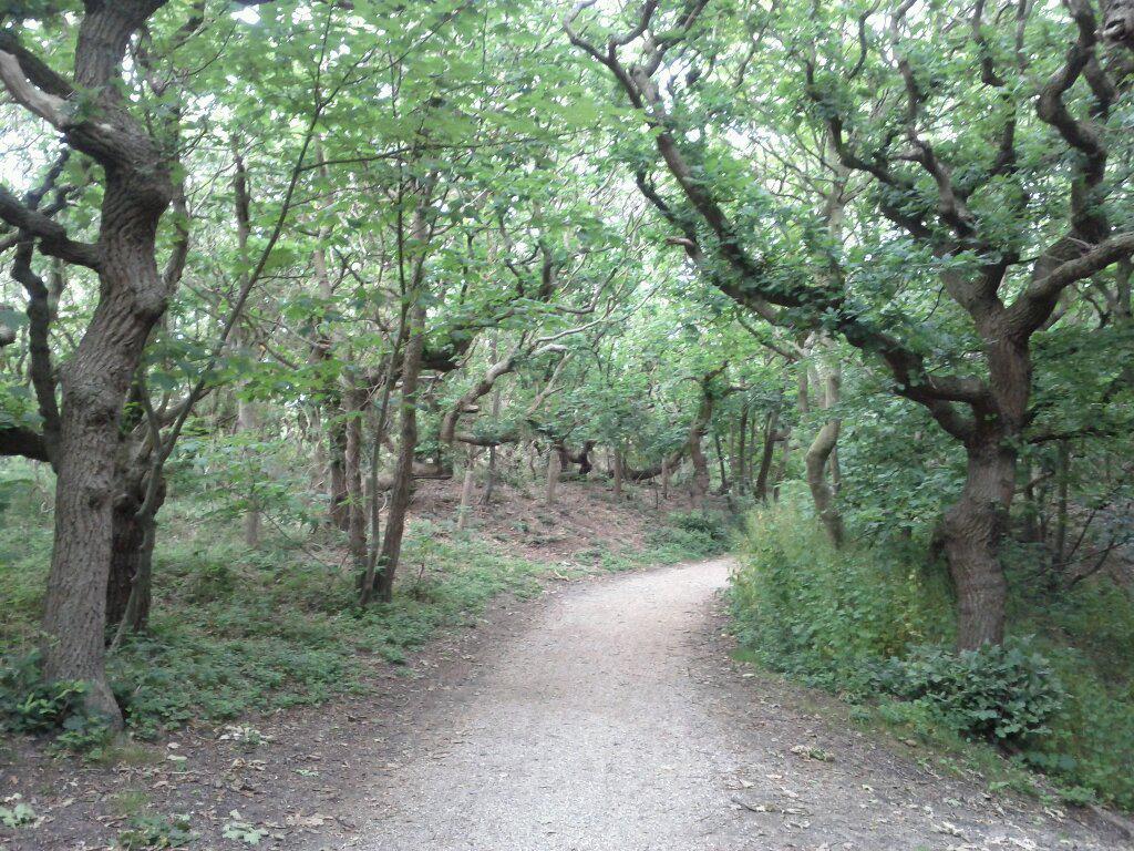 Through twisted woods (varied terrain