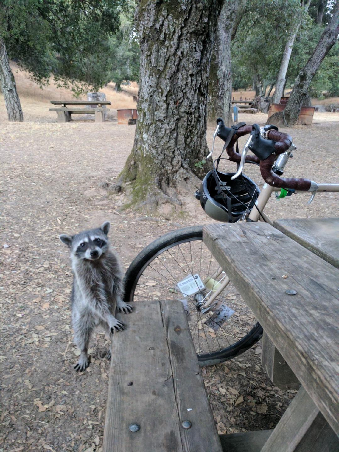 Weeknight bike camping on Mt Diablo (the lower Live Oak campground) via dirt trails.    Waking up at 5:30 to make coffee...
