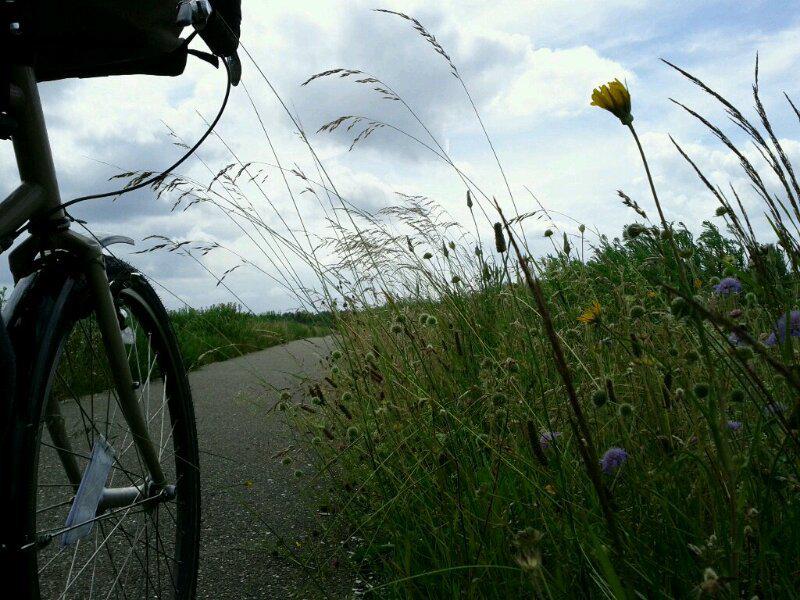 Wildflowers along a bike path (I haven't seen anyone in an hour or two)